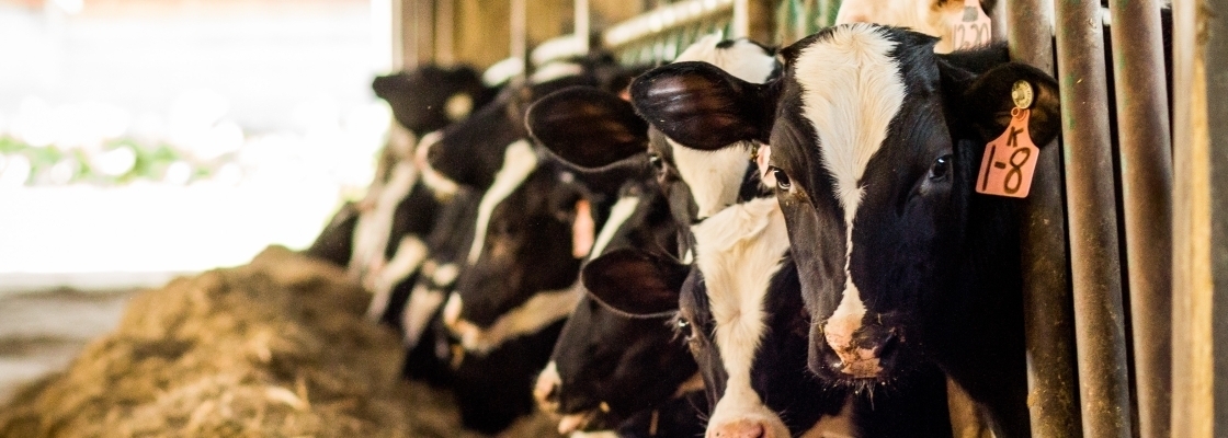 Cows on farm